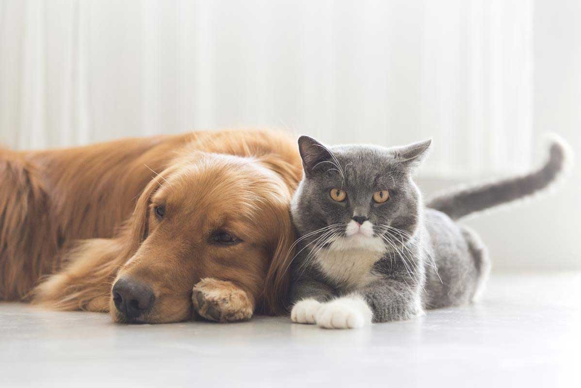 about our veterinary practice Duffield, VA