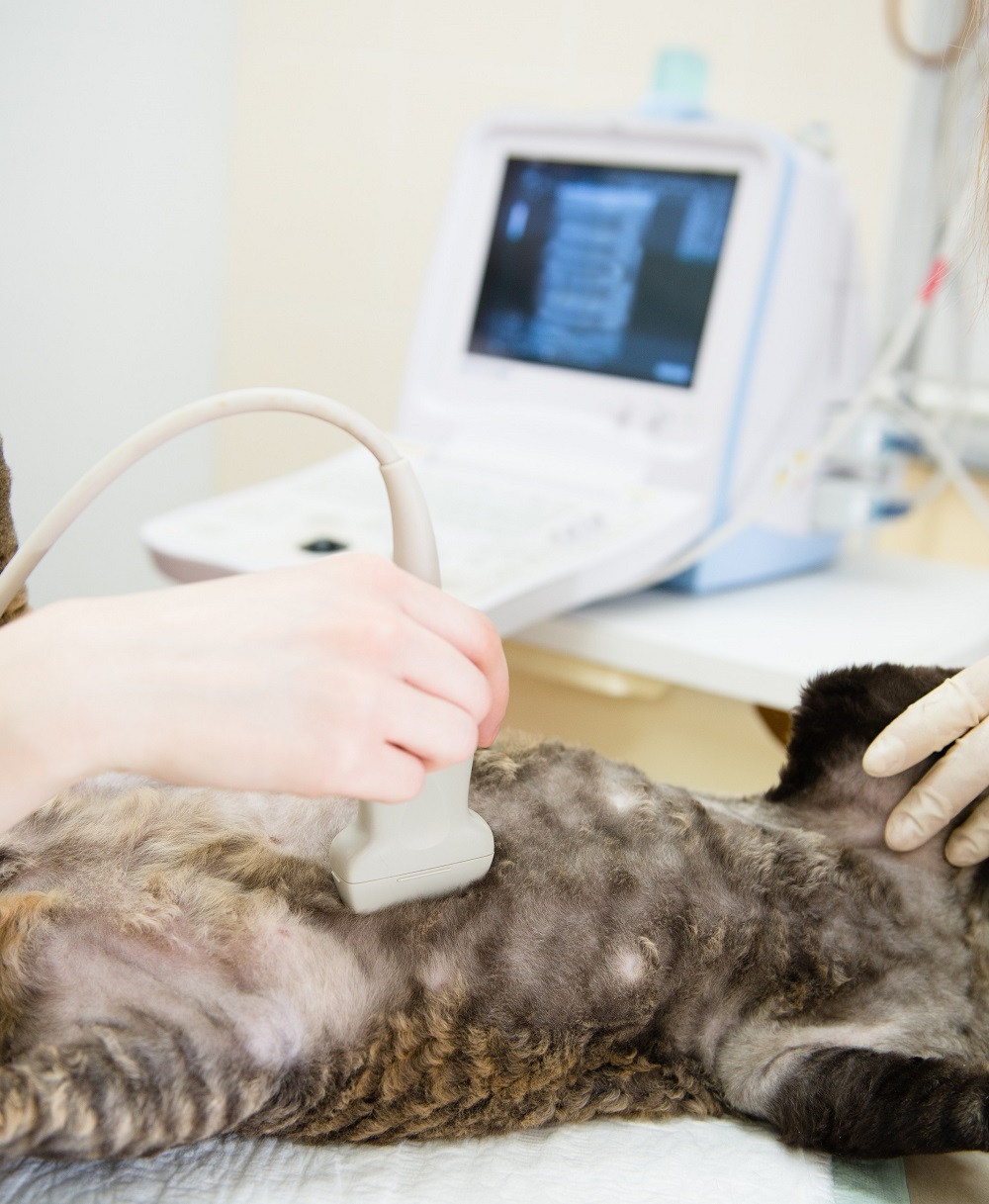 Ultrasound Duffield, VA