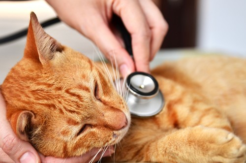 veterinary services Duffield, VA